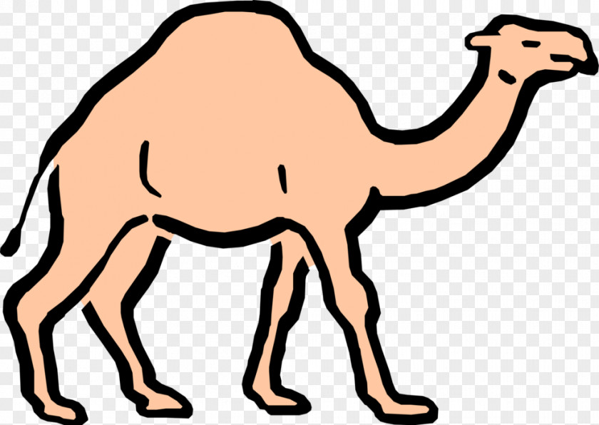 Dromedary Cartoon Clip Art PNG