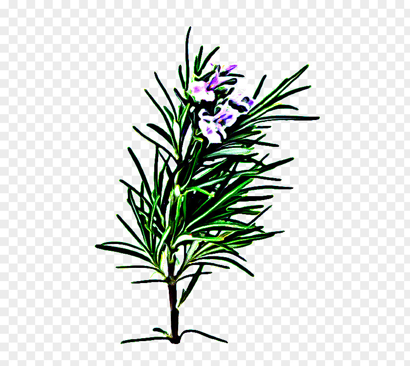 Herb Pedicel Rosemary PNG