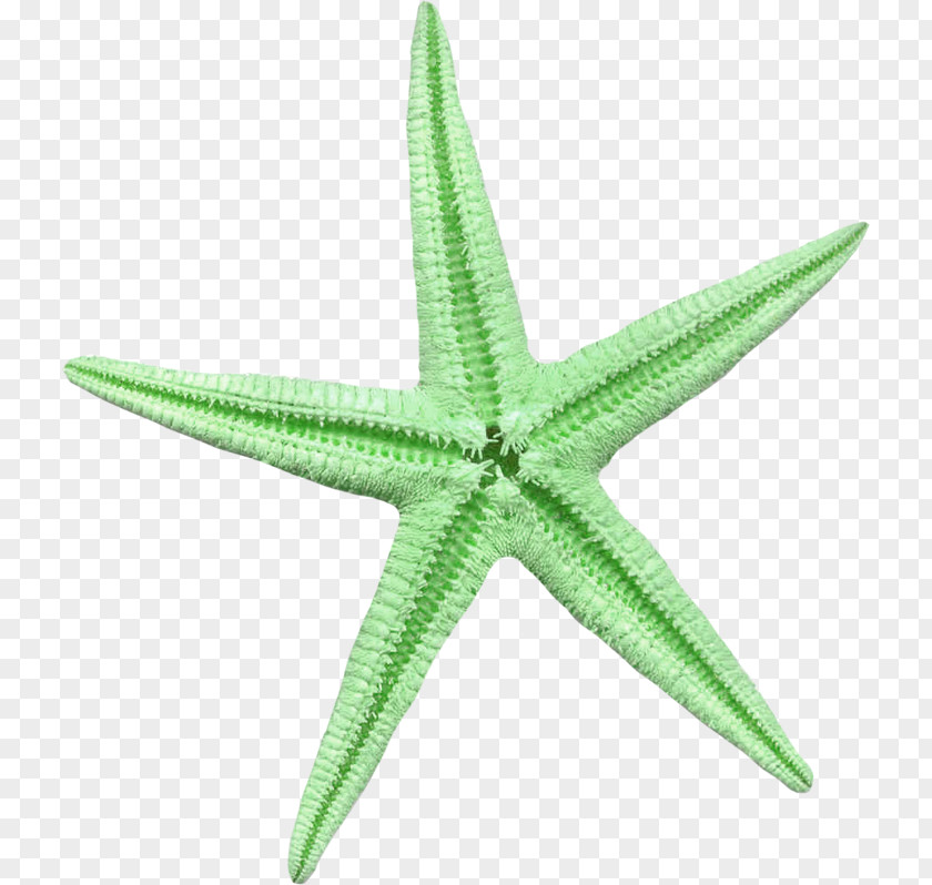 Ocean Starfish Cutout Linckia Laevigata Green PNG