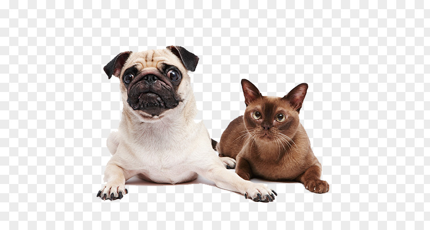 Pet Dogs And Cats PNG dogs and cats clipart PNG