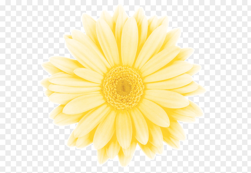 Private Appointment Common Daisy Chrysanthemum Transvaal Dahlia Oxeye PNG