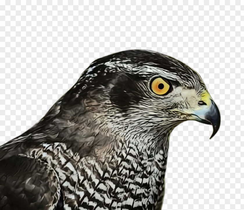 Sharp Shinned Hawk Accipitridae Bird Beak Peregrine Falcon Of Prey PNG