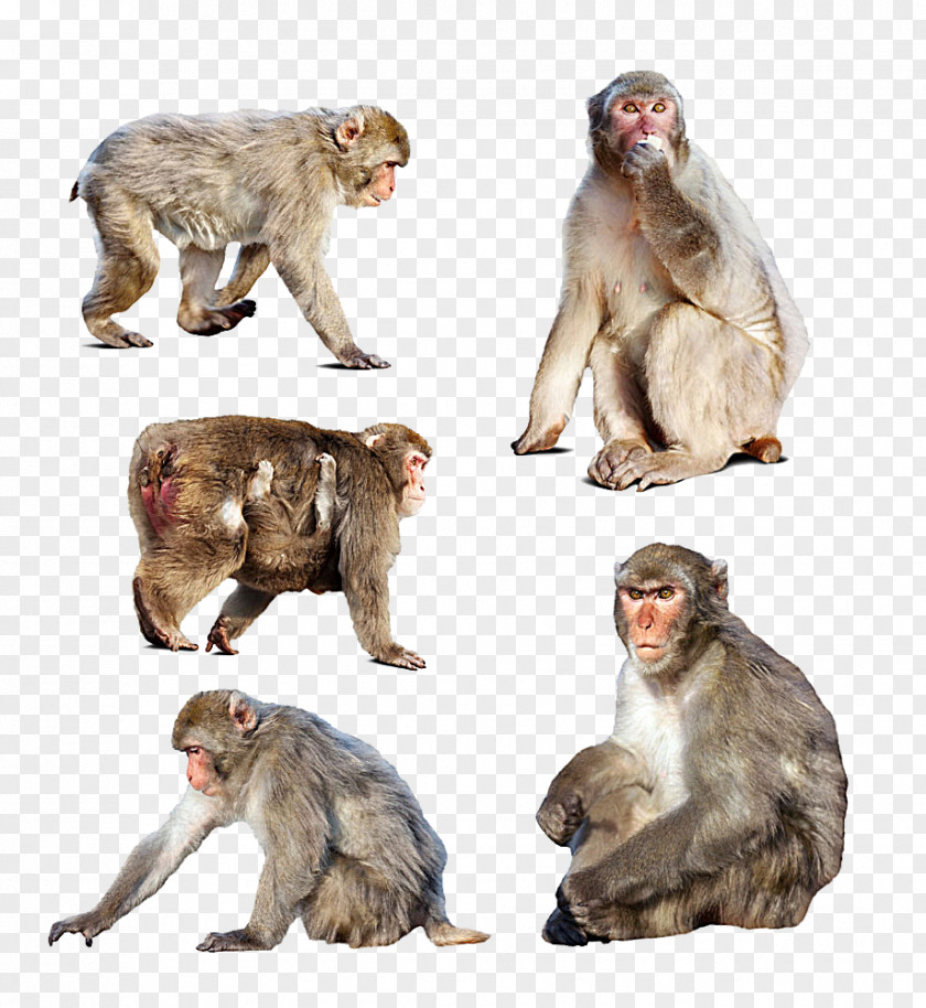 Different Shapes Of Monkeys Japanese Macaque Monkey Stock Photography PNG