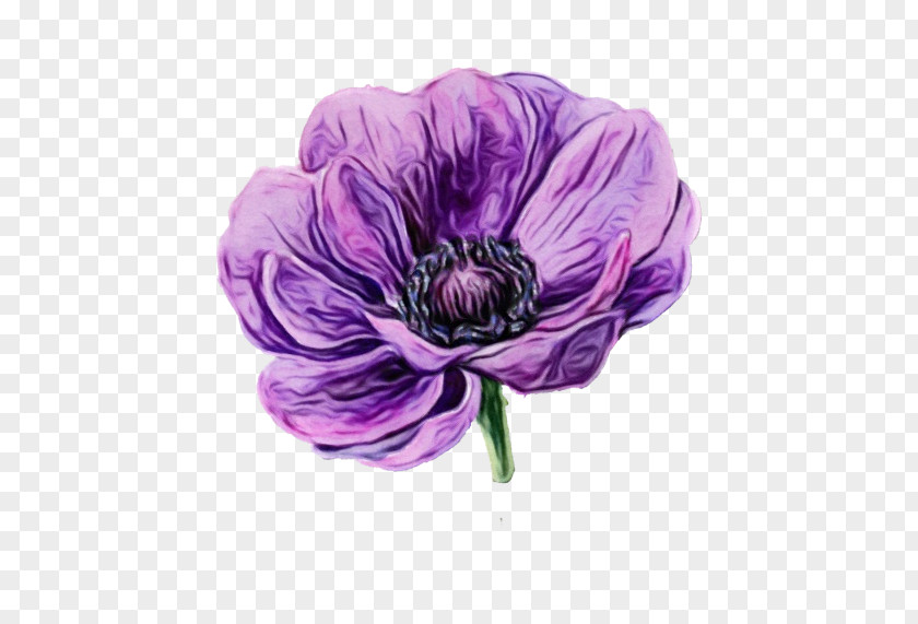 Drawing Persian Buttercup Purple Watercolor Flower PNG