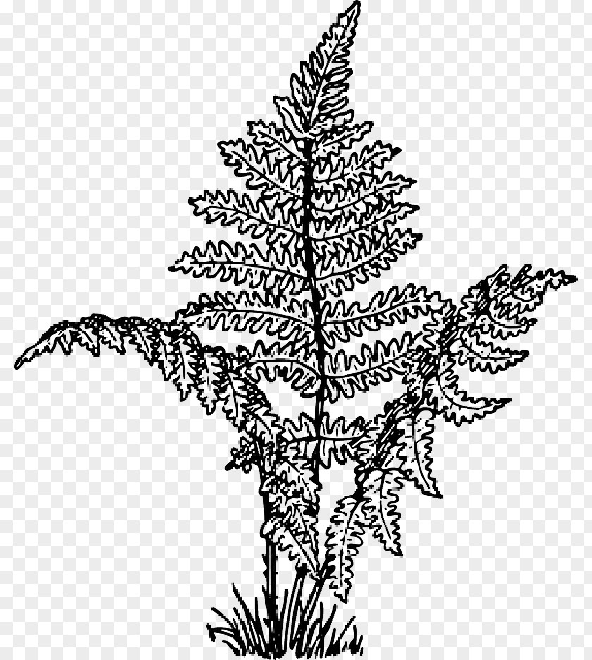 Drawing Plant Clip Art Vector Graphics Fern Openclipart PNG