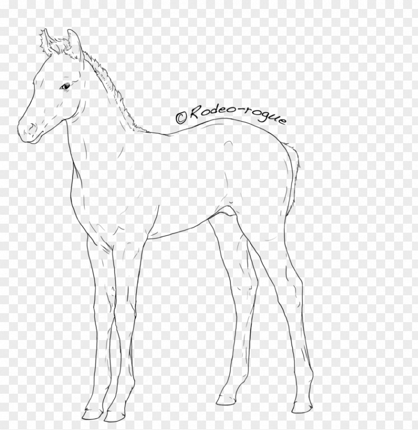 Mustang Mane Foal Colt Stallion PNG