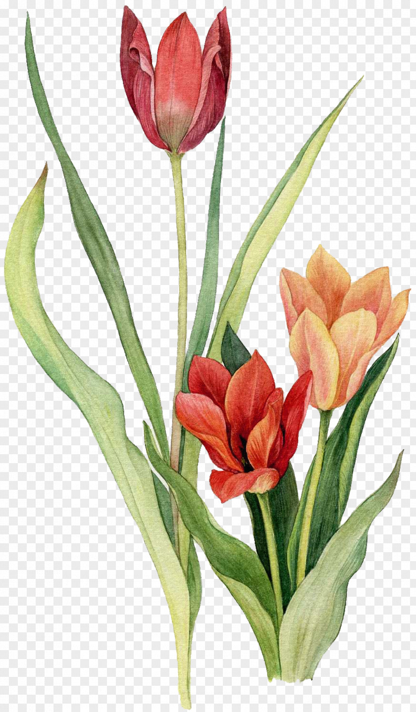Tulips Tulip Flower Watercolor Painting Drawing PNG