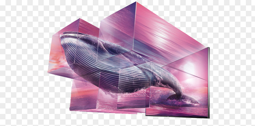 Whale Advertising Art Director Creativity Television PNG
