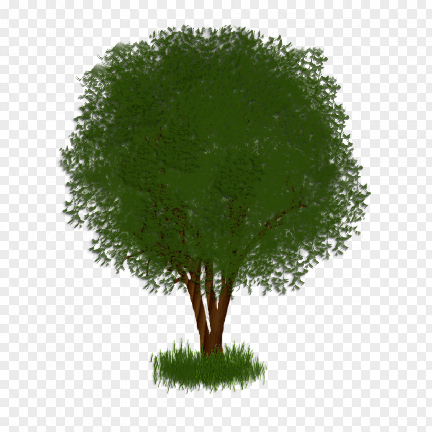 Atm Tree Shrub Plant Herb Branching PNG