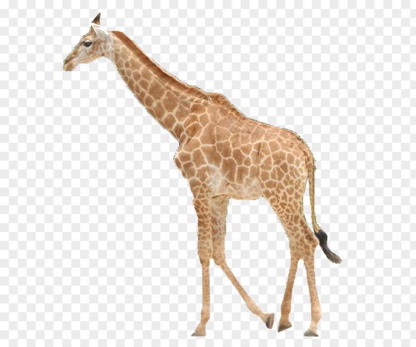 Giraffe Northern Icon PNG