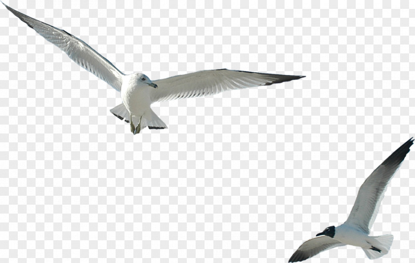 Gull Ivory Gulls Internet Clip Art PNG