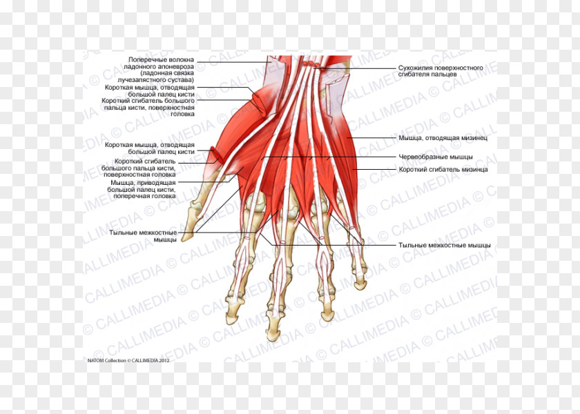 Hand Finger Muscle Dorsal Interossei Of The Lumbricals PNG