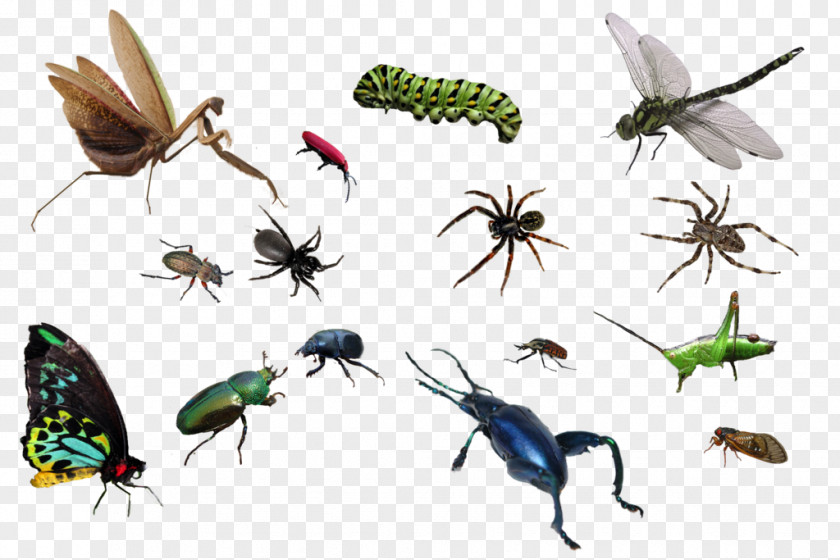 Insect Tutorial Layers PNG