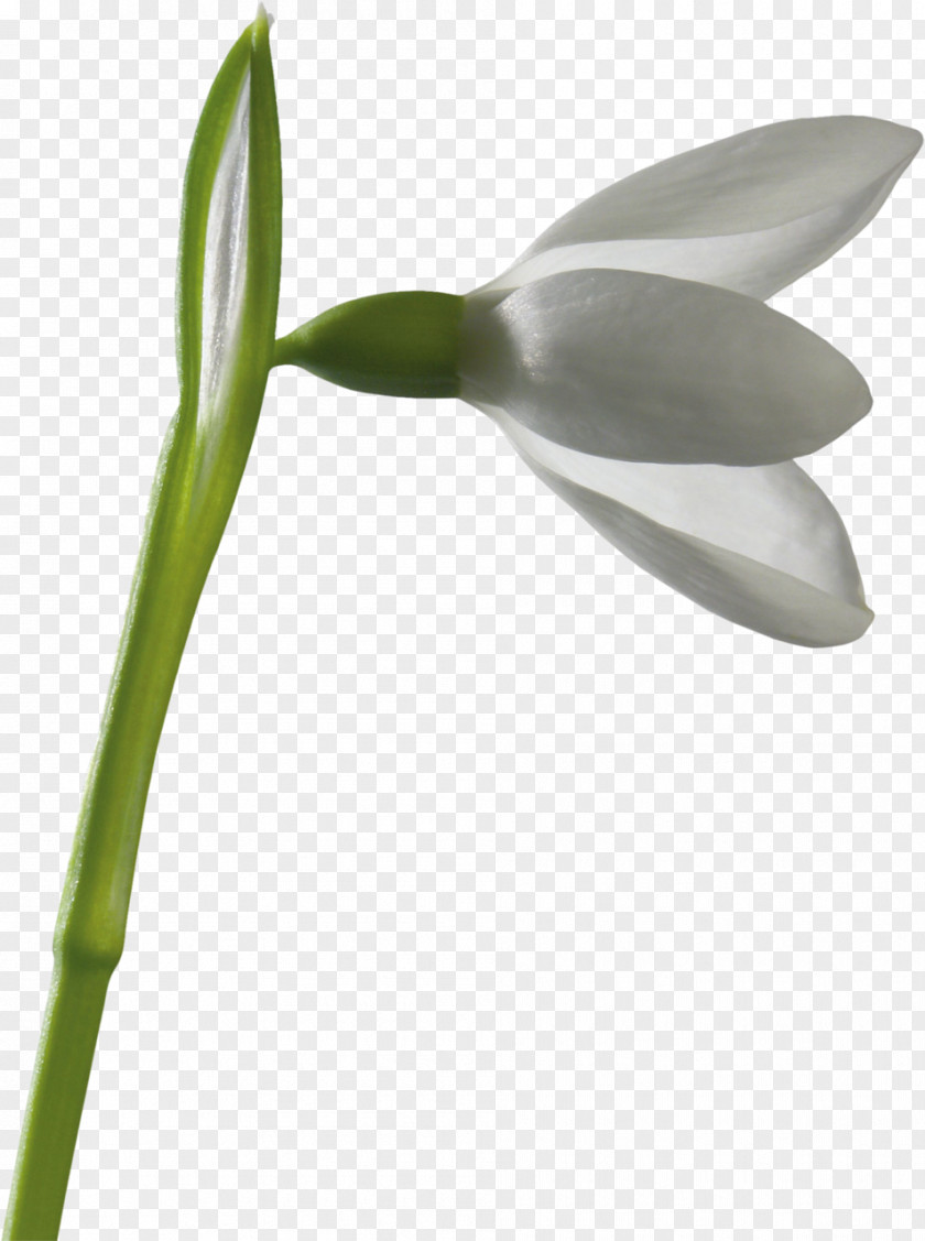 Snowdrop Flower Leucojum Clip Art PNG