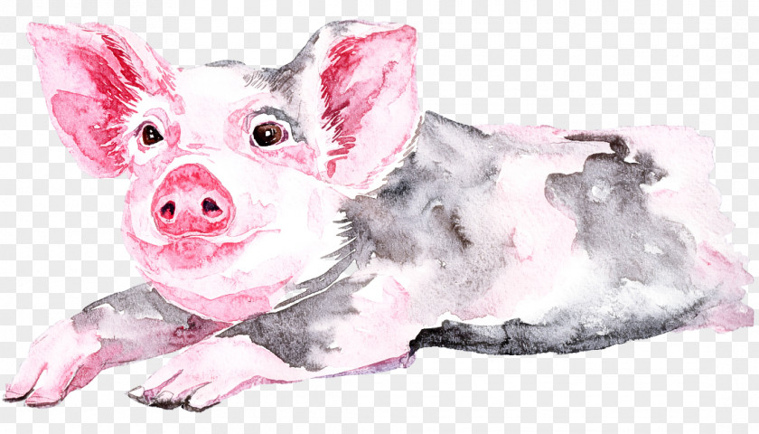Suidae Pink Snout Drawing Puppy PNG