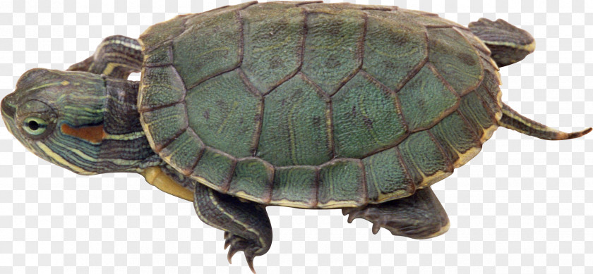 Turtle Green Sea PhotoScape Wallpaper PNG