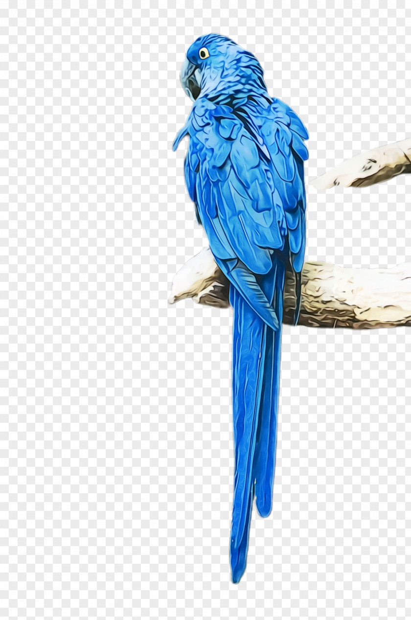 Wing Mountain Bluebird Colorful Background PNG