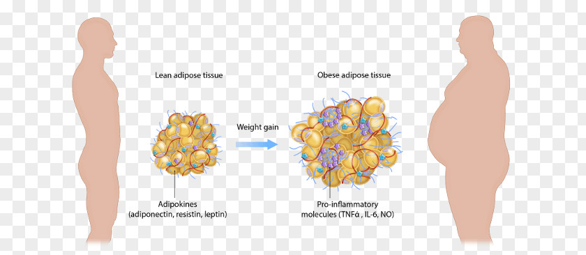 Adipose Tissue Function Obesity Adipocyte PNG