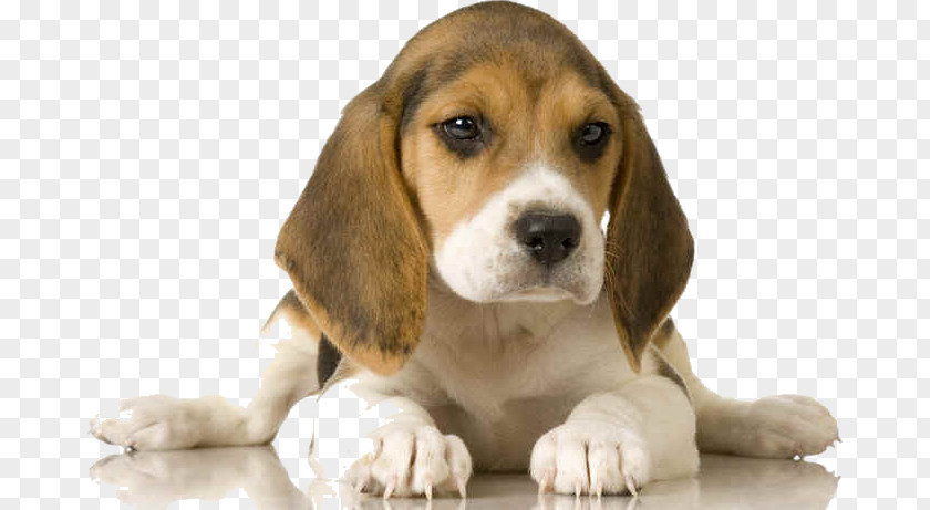Beagle Dogo Argentino Shar Pei Dogue De Bordeaux Schweizerischer Niederlaufhund PNG