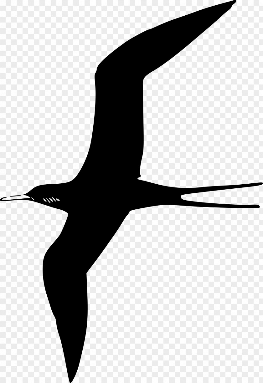 Bird Gulls Frigatebird Clip Art PNG