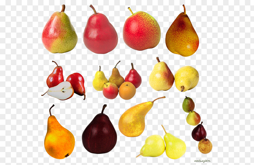 European Pear Fruit Food Amygdaloideae PNG