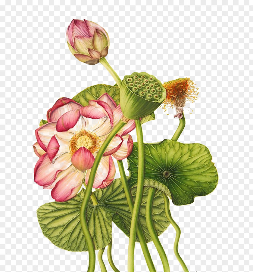 Lotus Nelumbo Nucifera Egyptian Exotic Botany Botanical Illustration PNG