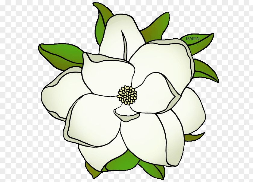 Louisiana Cliparts Southern Magnolia Mississippi Clip Art PNG