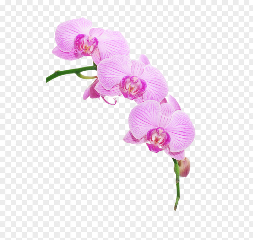 Nail Image Orchids Clip Art Template PNG