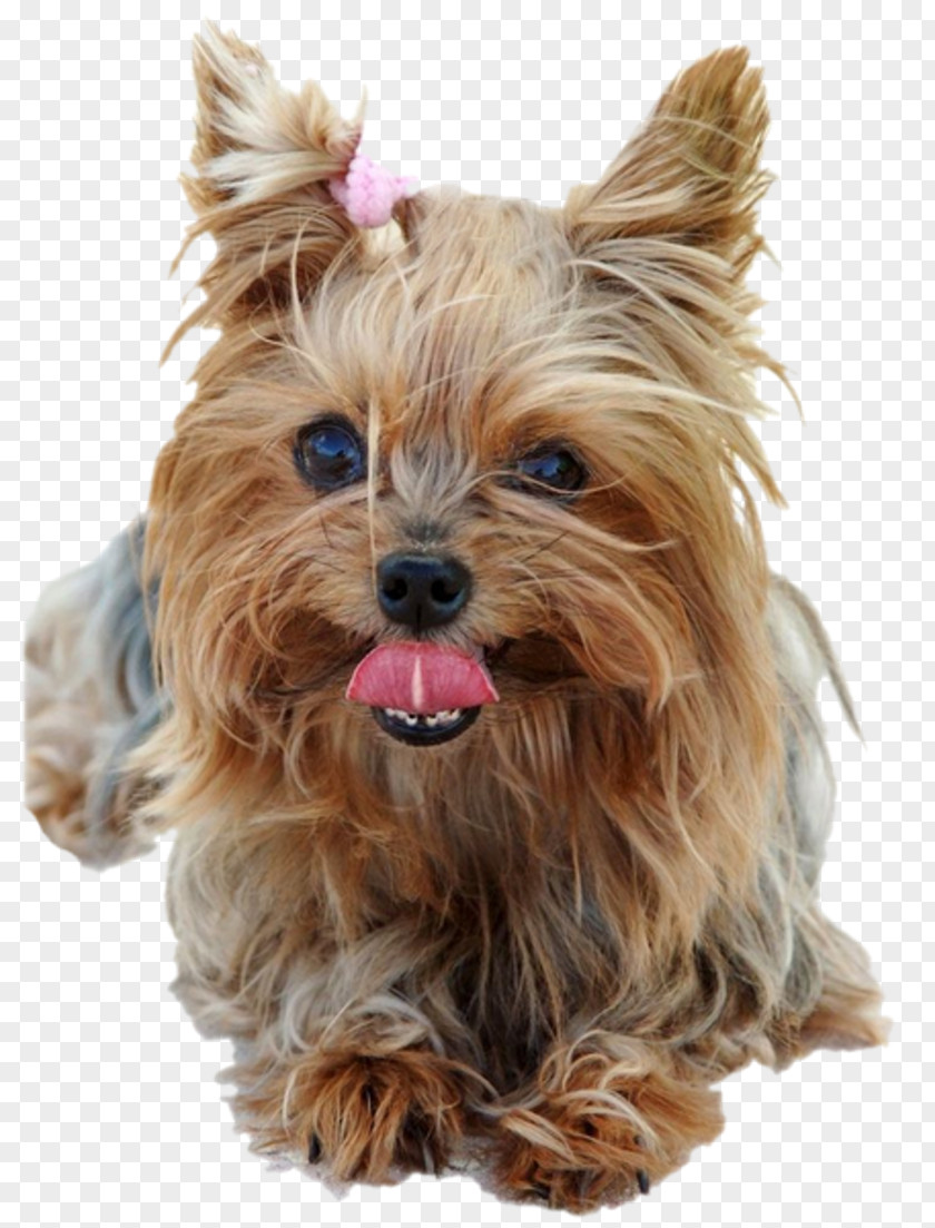 Puppy Yorkshire Terrier Boston Australian Silky Scottish PNG