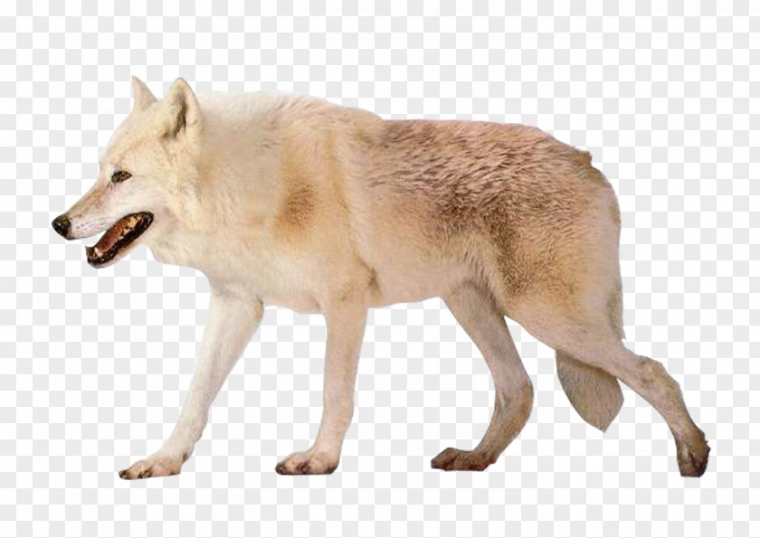White Wolf Czechoslovakian Wolfdog Arctic Alaskan Tundra Image Resolution PNG