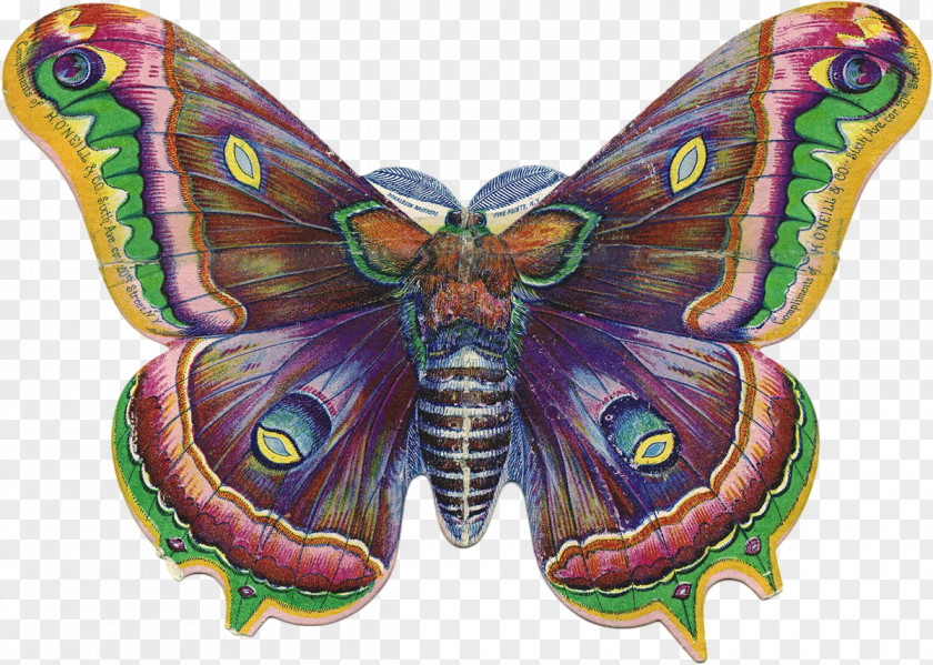 Butterfly Victorian Era Drawing Clip Art PNG