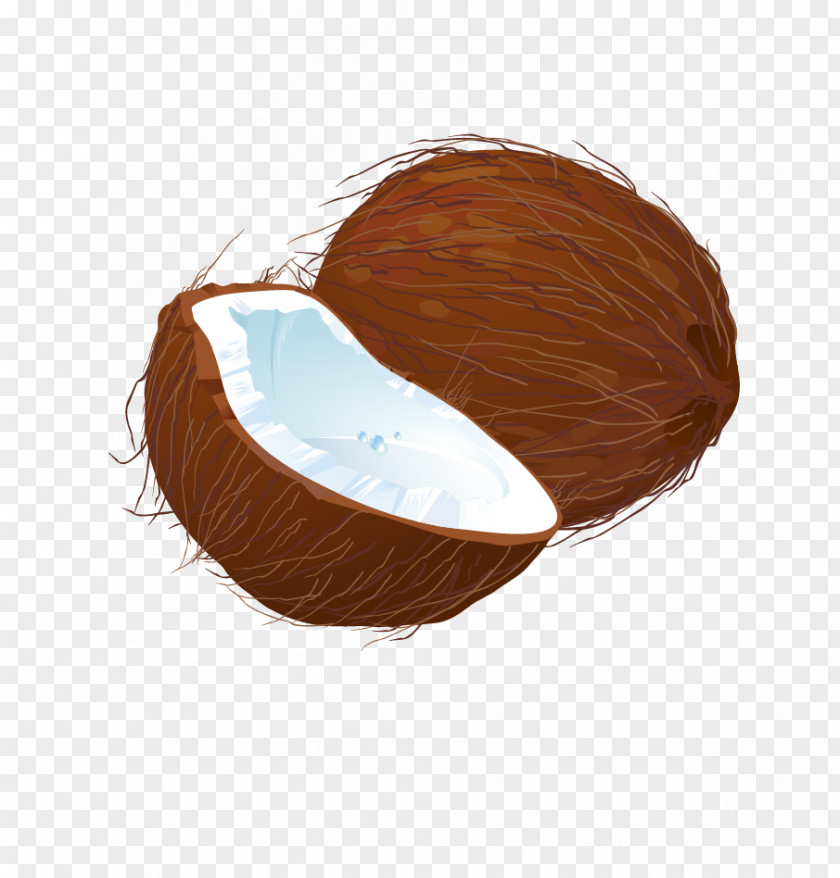 Coconut Vector Euclidean Download PNG