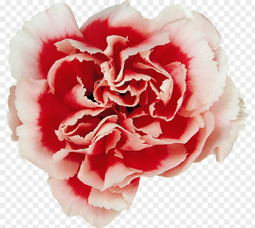 Flower Garden Roses Carnation Centifolia Cut Flowers PNG