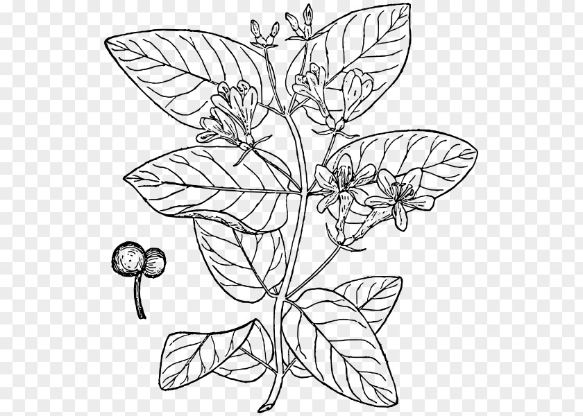 Wildflower Pedicel Drawing Of Family PNG