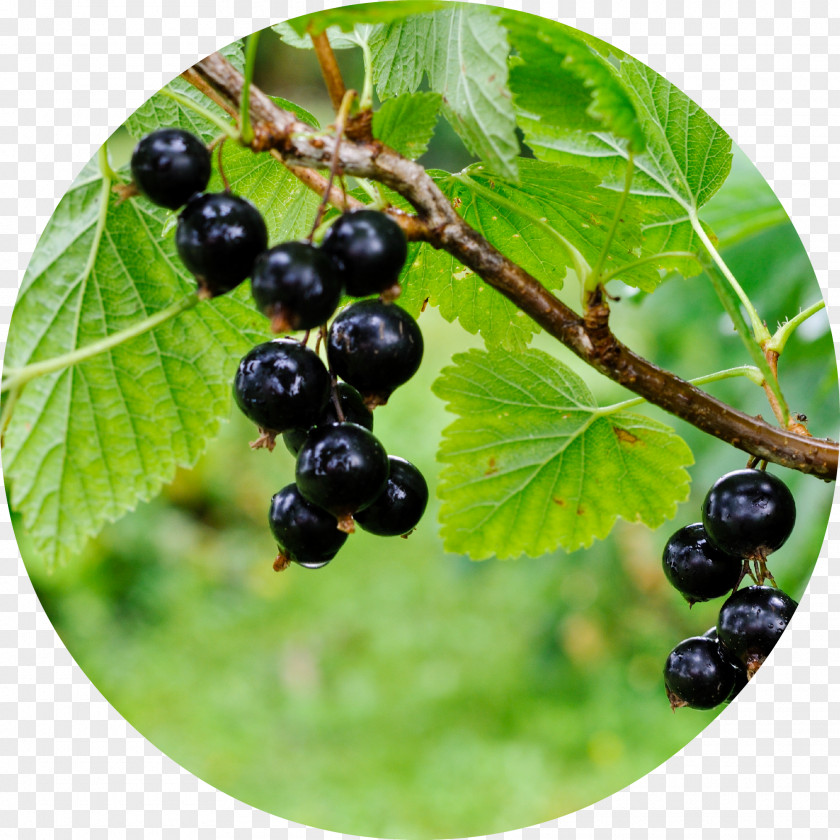 Blackcurrant Zante Currant Redcurrant Berry Fruit PNG