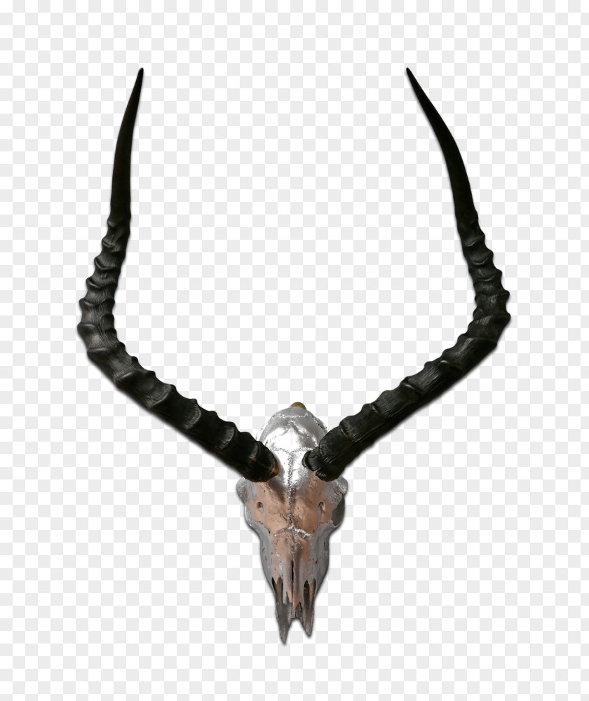 Deer Impala Antelope Horn Waterbuck Springbok PNG
