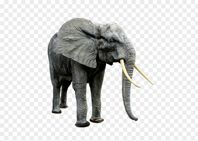 Elephant Endangered Species Asian Clip Art PNG