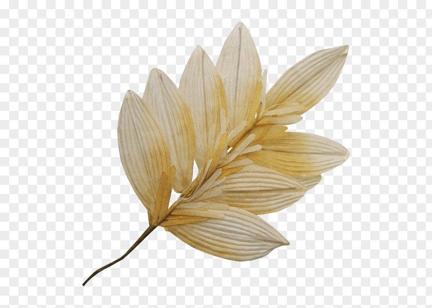 Flower Petal Color Leaf PNG