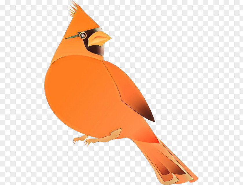 Perching Bird Cardinal Orange PNG
