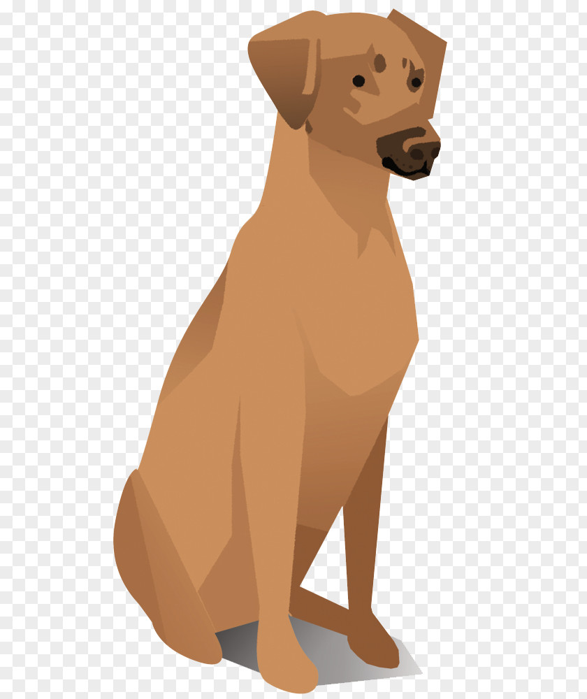 Puppy Dog Breed Rhodesian Ridgeback Retriever Companion Sporting Group PNG