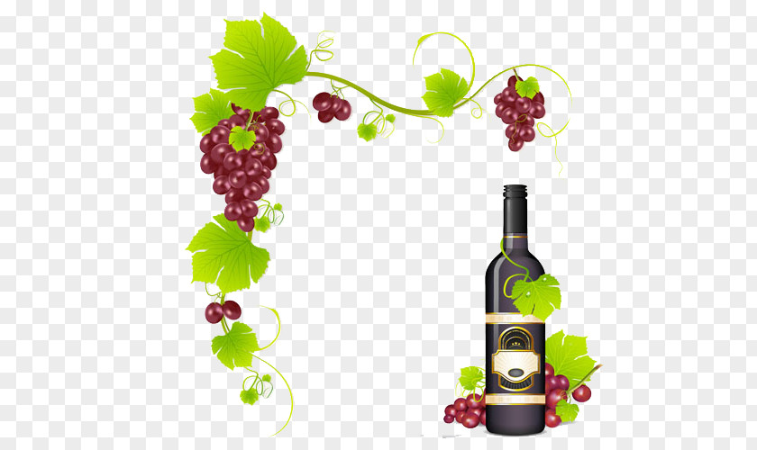 Grape And Wine Red Common Vine PNG
