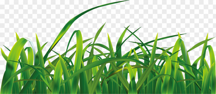 Green Grass Grasses Sky Euclidean Vector Clip Art PNG