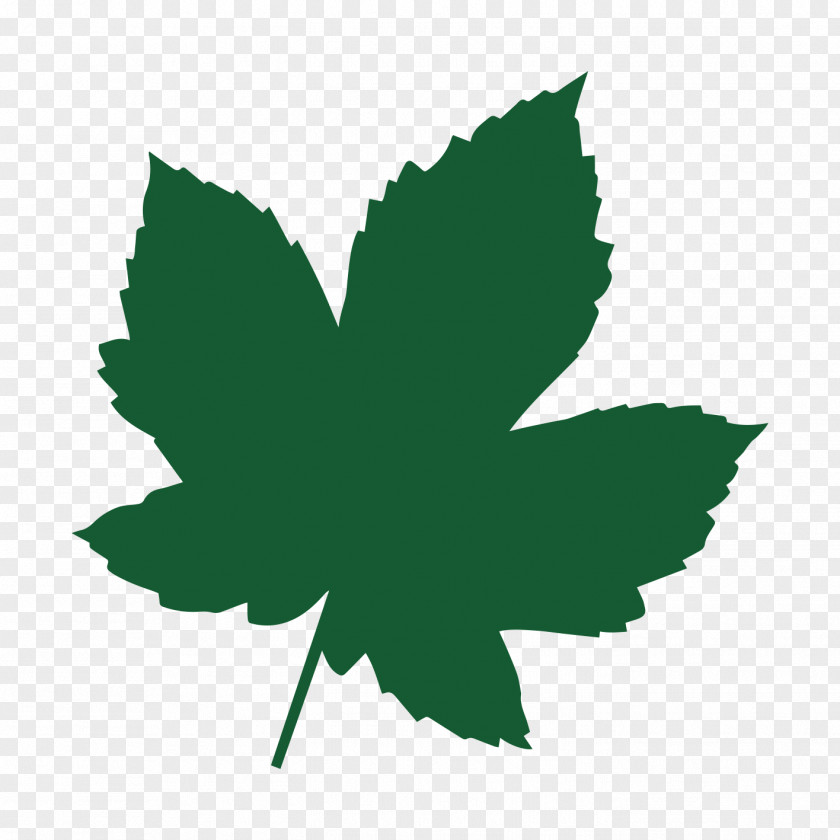 Leaf Maple Acer Campestre Tree Heart Of England Forest PNG