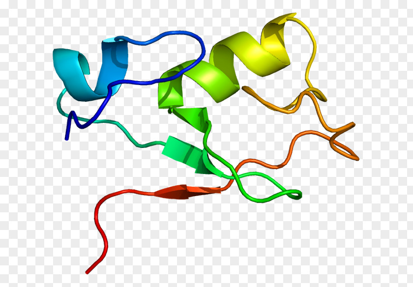 MNAT1 Gene Protein Mdm2 Cyclin-dependent Kinase PNG