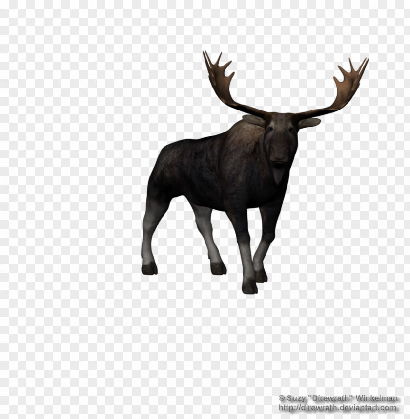 MOOSE Moose Reindeer PNG