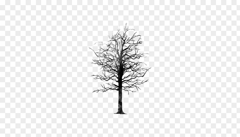 Tree Twig Editing PNG