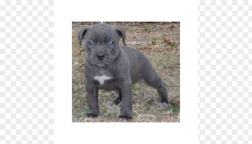 American Pit Bull Terrier Patterdale Staffordshire PNG