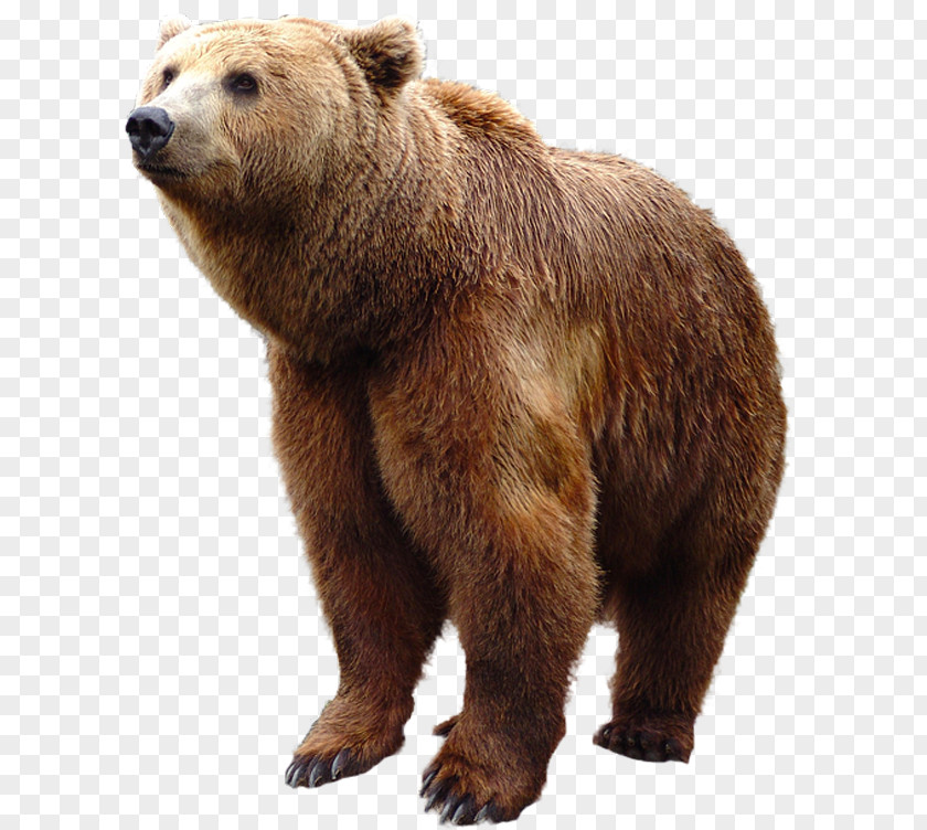 Bear Brown PNG