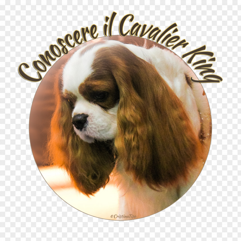 Cavalier King Charles Spaniel Poodle Puppy Disease PNG