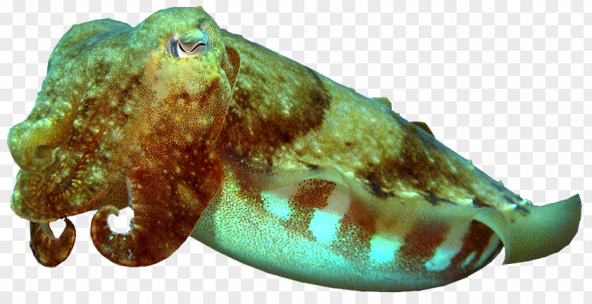 Cuttlefish Octopus Marine Biology PNG